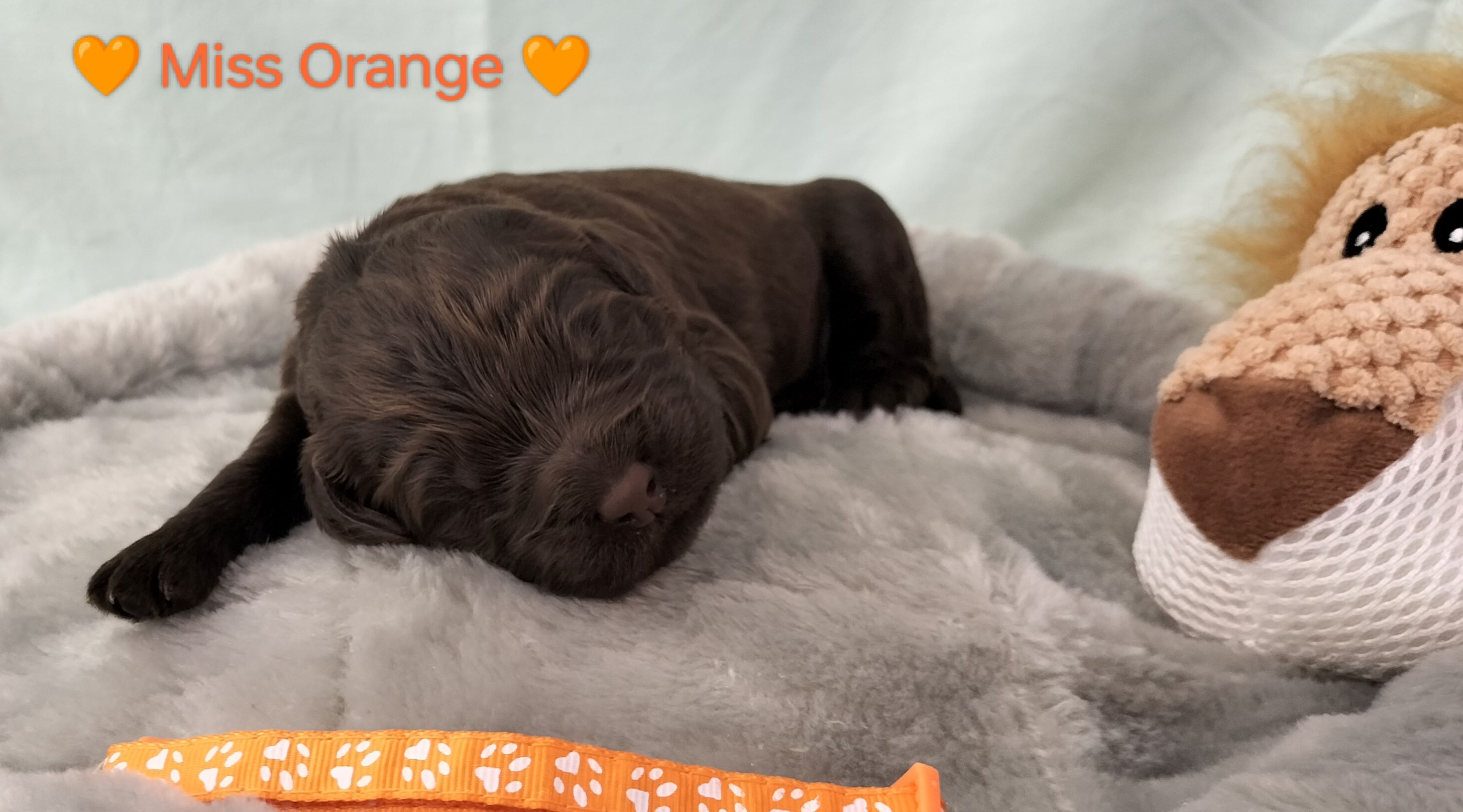 00Miss_Orange_(1)