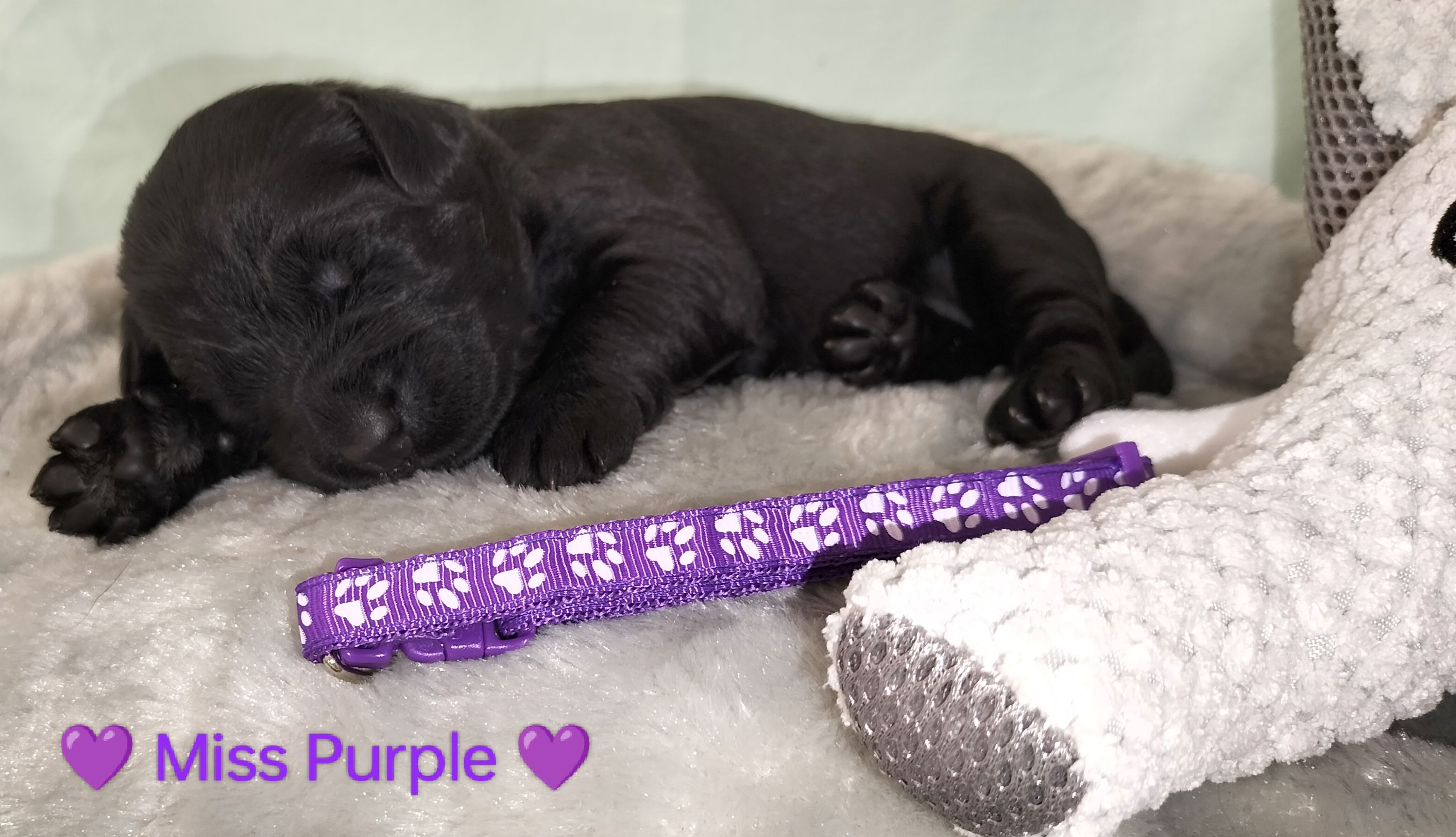 00Miss_Purple(3)