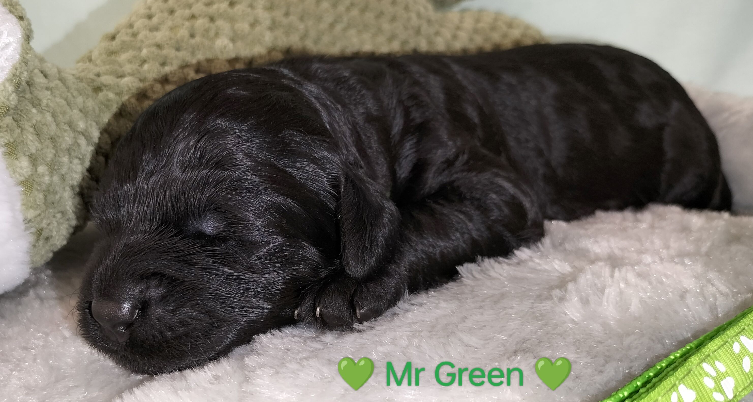 00Mr_Green(6)