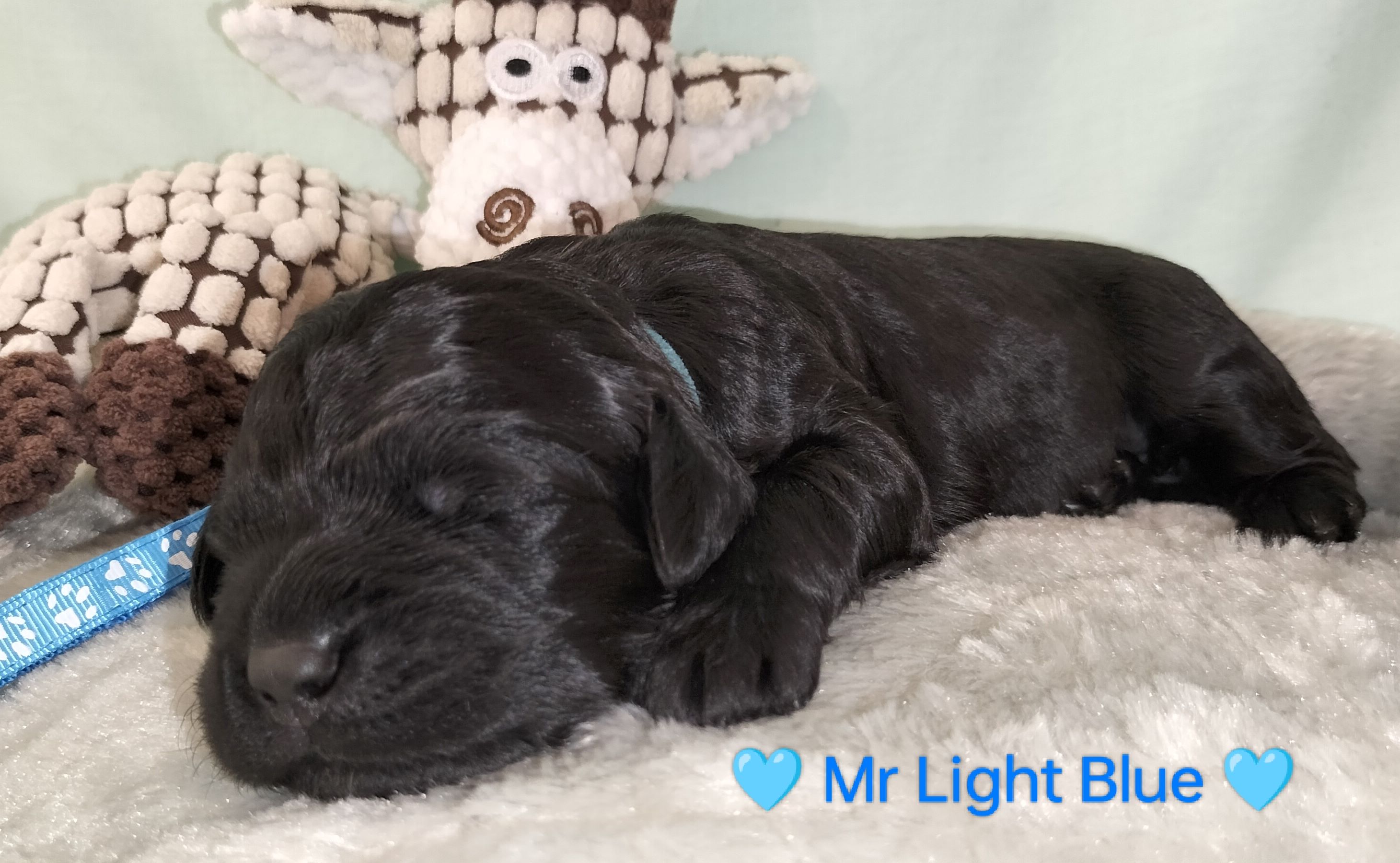 00Mr_Light_Blue_(7)