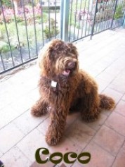 Coco