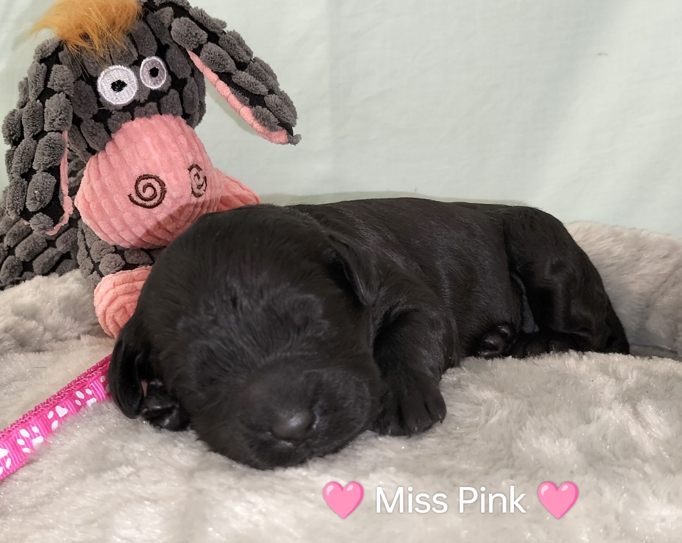 Miss_Pink