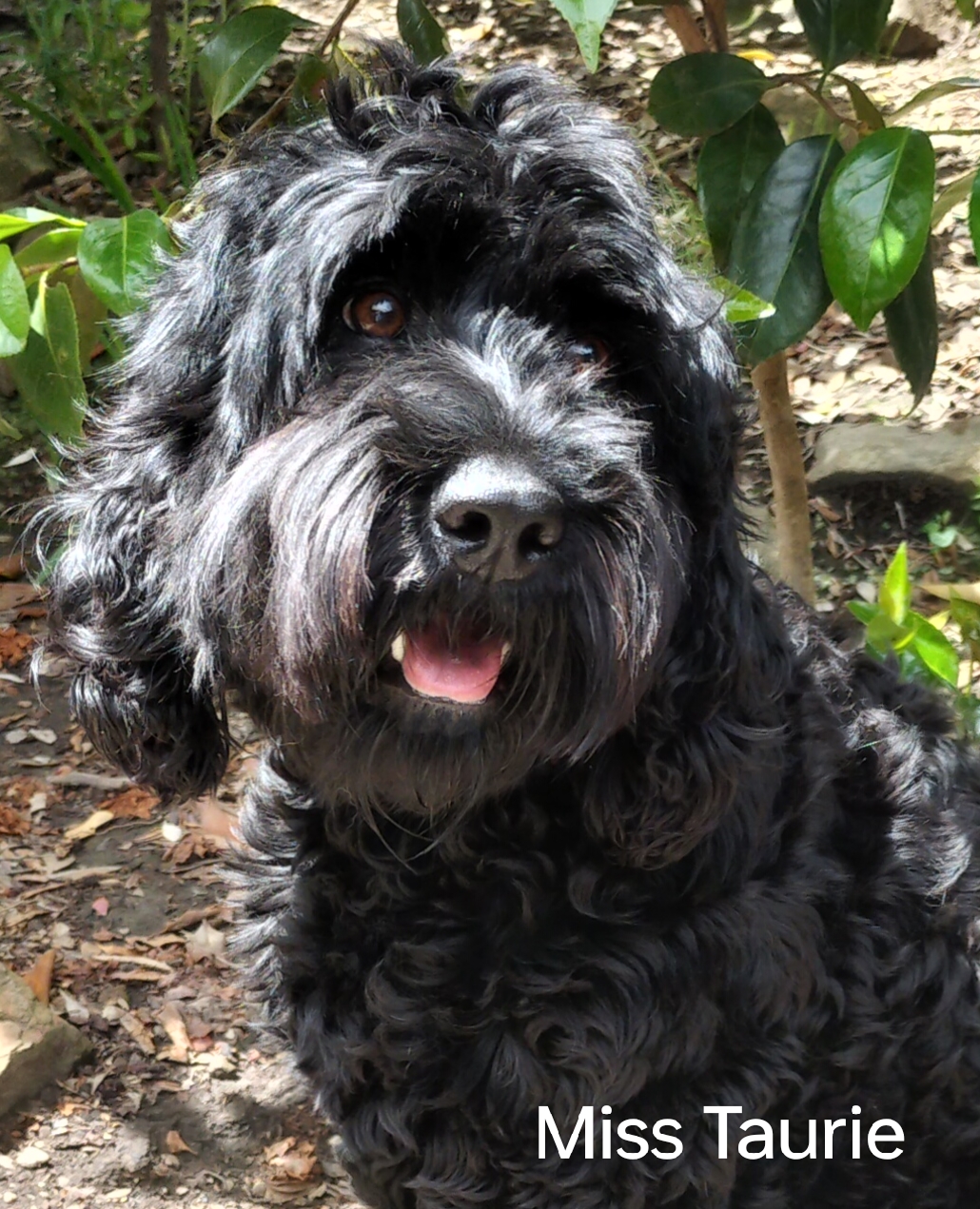 RS_Centaurie_(Taurie)_2