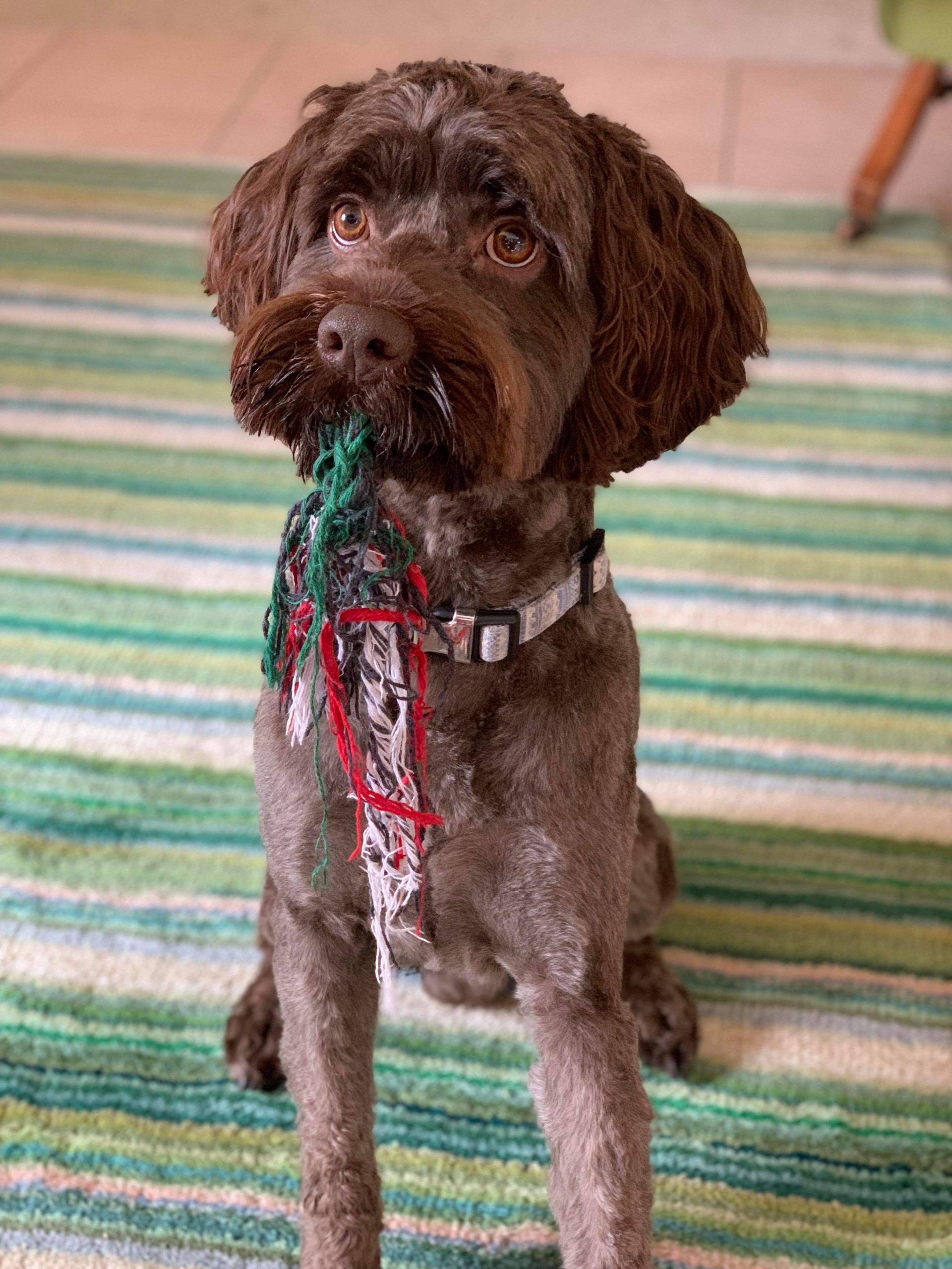 Rocky_Creek_Victory_n_Glory_sweet