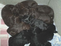 litter